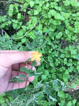 Image of Texas Indian mallow