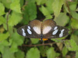 Image of Acraea lycoa Godart 1819