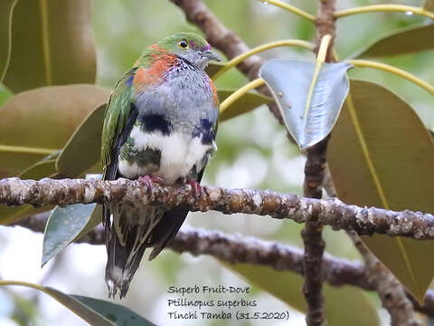 Image of Eastern Superb Fruit-dove