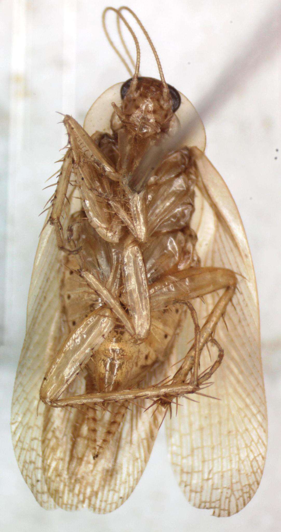 Image of Imblattella chagrensis (Hebard 1920)