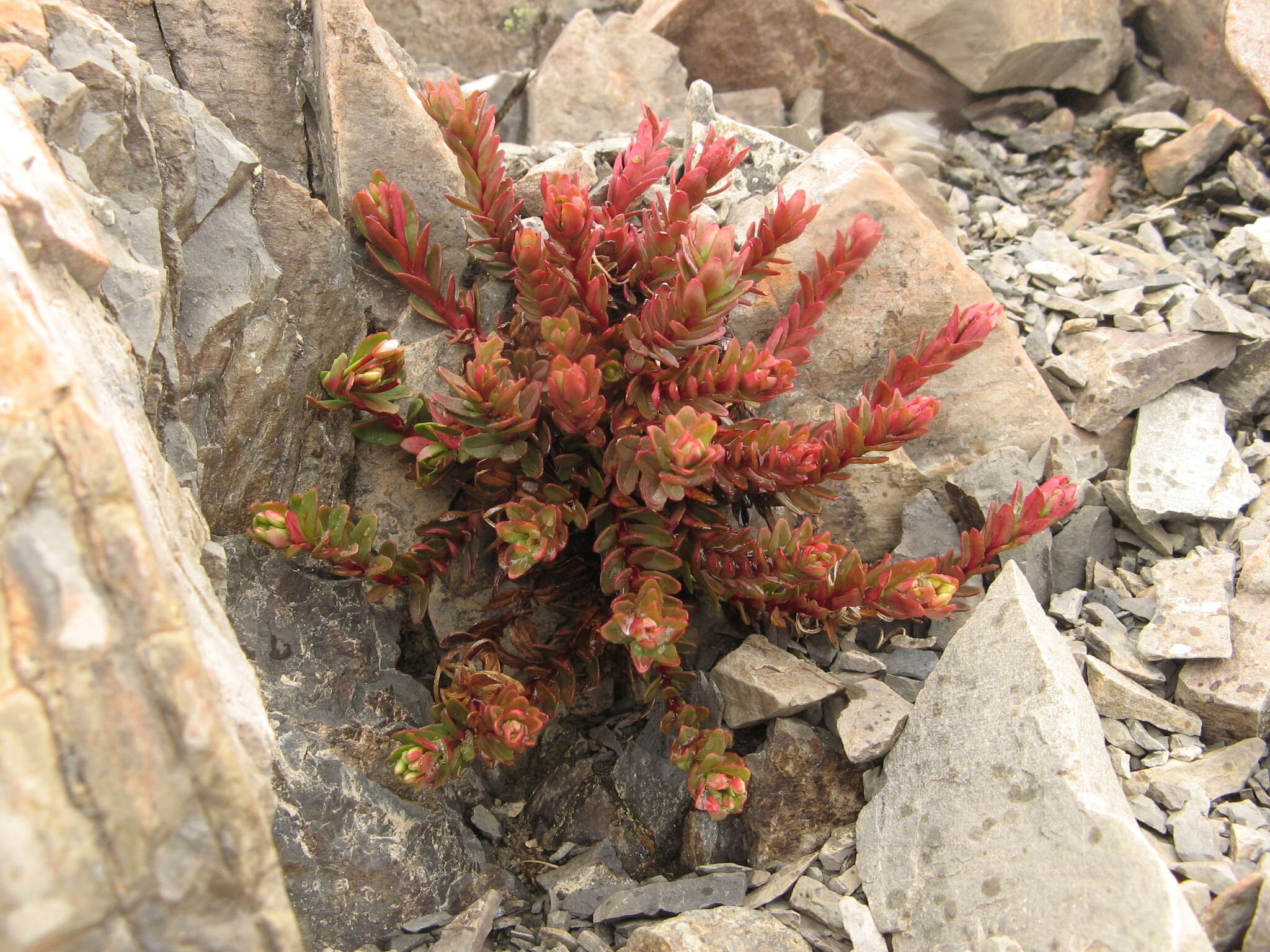 Image of Epilobium porphyrium G. Simpson