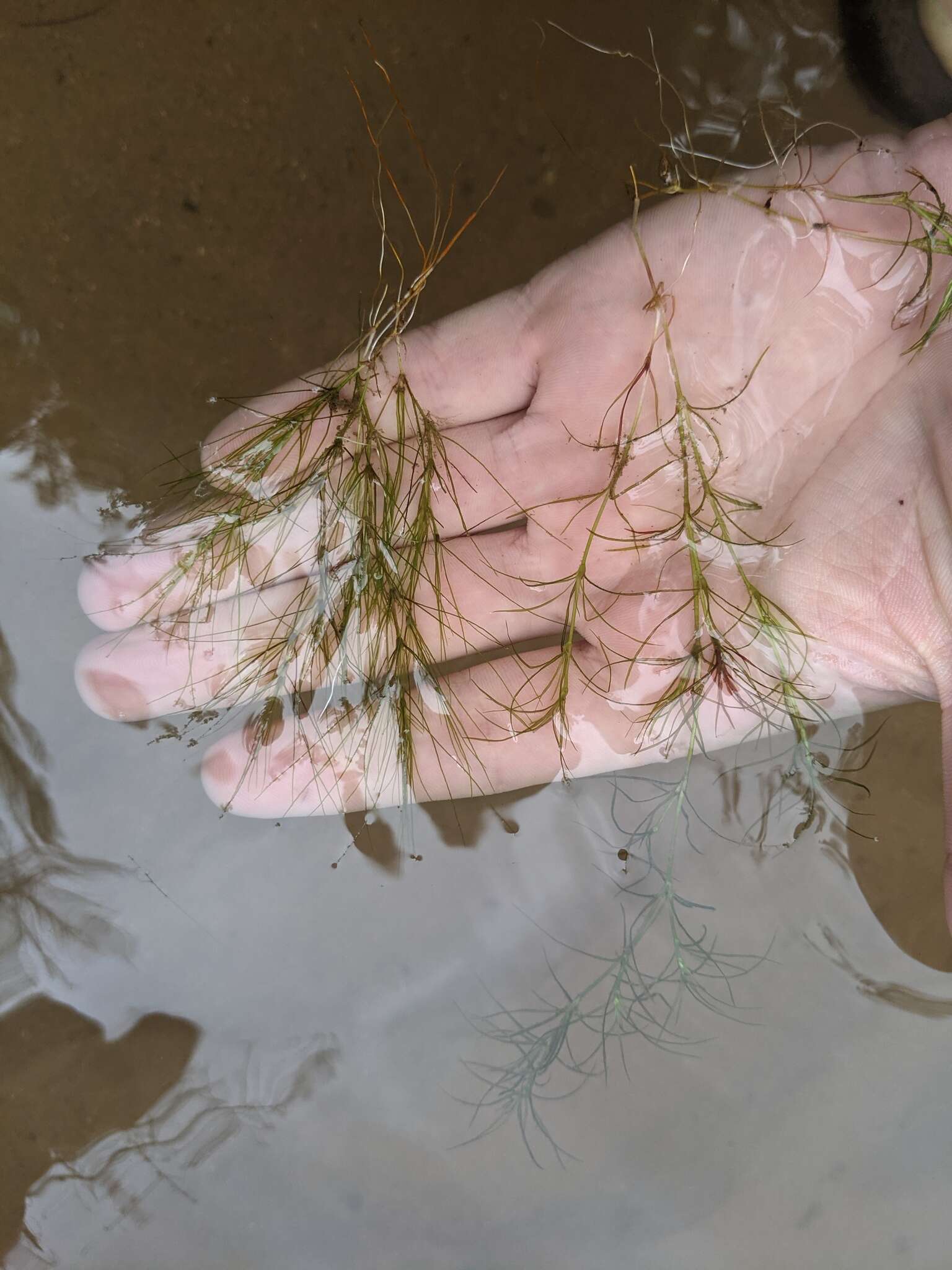 Image of slender waternymph