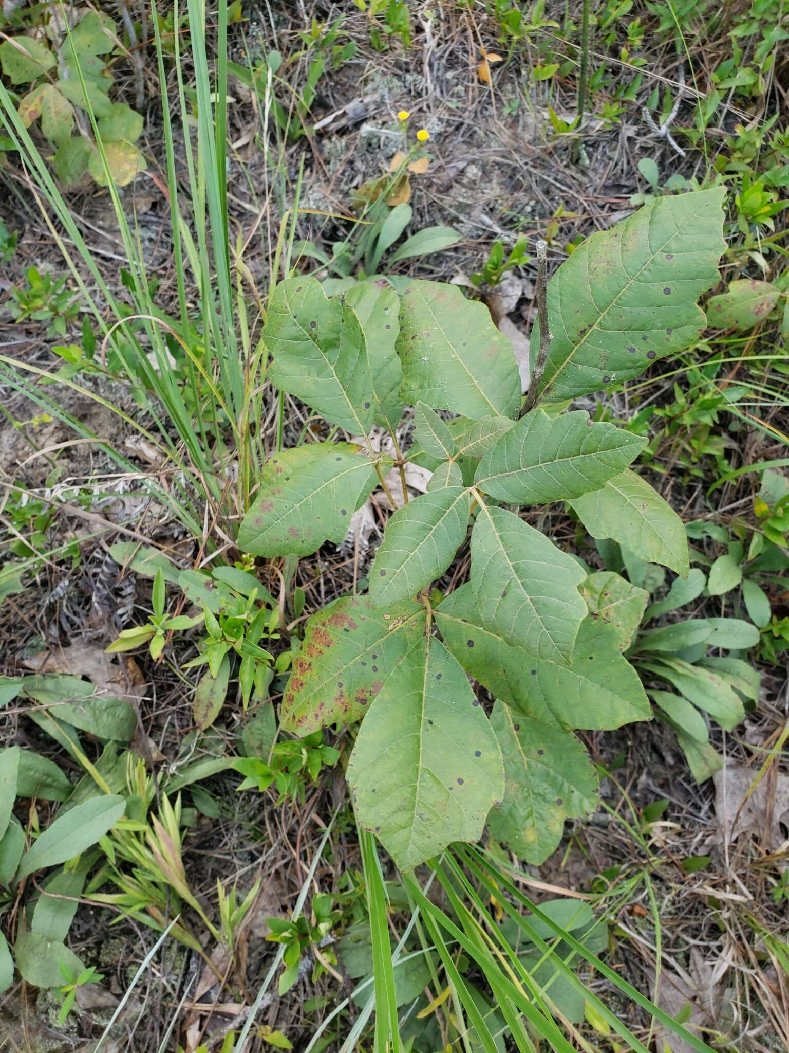 Imagem de Toxicodendron pubescens Mill.