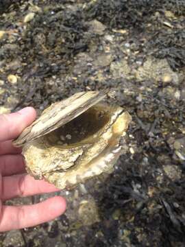 Image of Native oyster