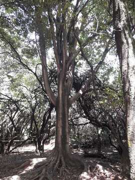 Image of Jamaican cherry fig