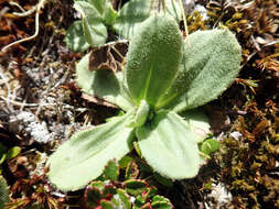 Plancia ëd Celmisia glandulosa var. latifolia Cockayne