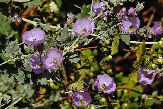 Image of Sphaeralcea brevipes (R. Phil.) Krapov.