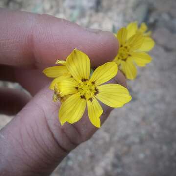 Sisyrinchium macrocarpum Hieron. resmi