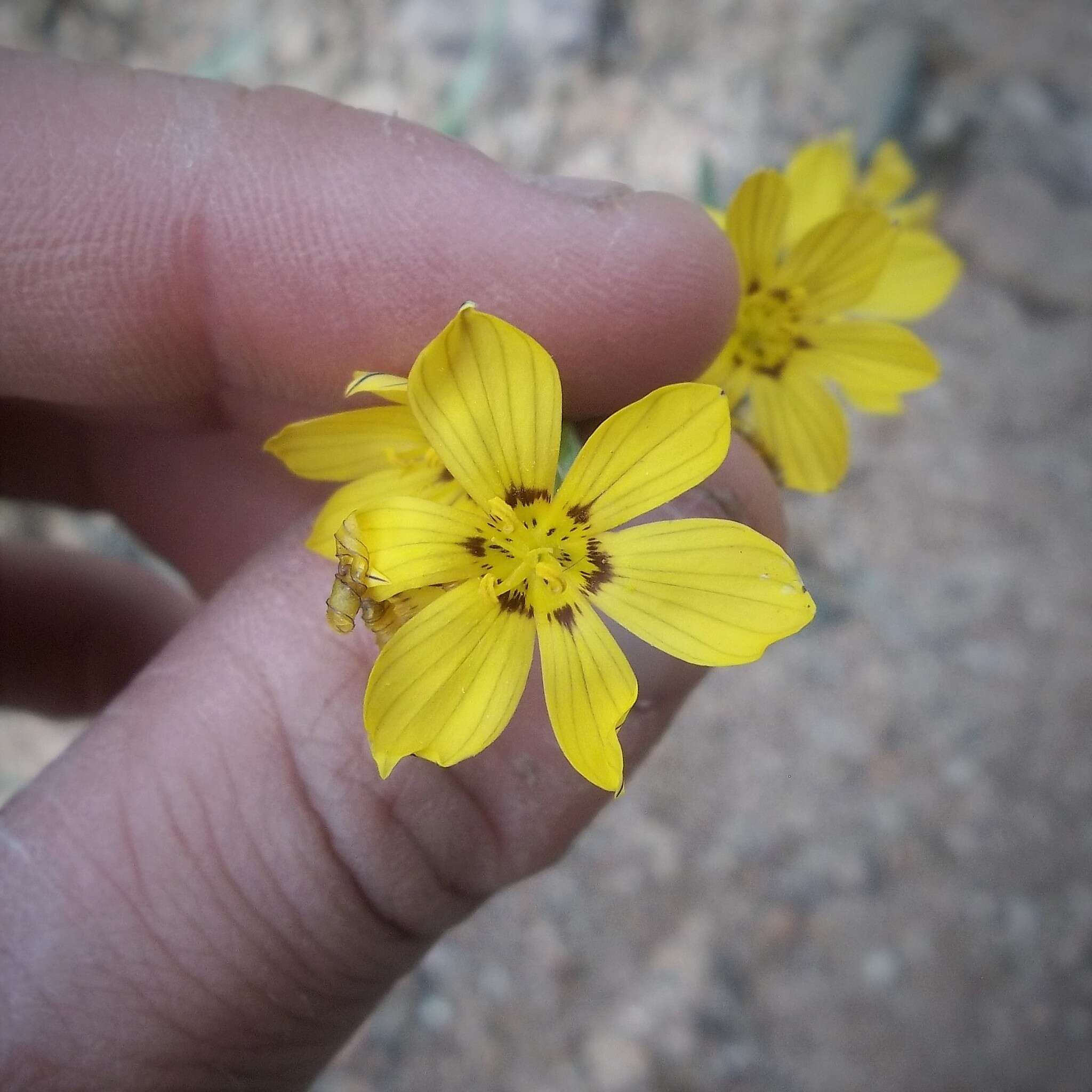 Image of Sisyrinchium macrocarpum Hieron.