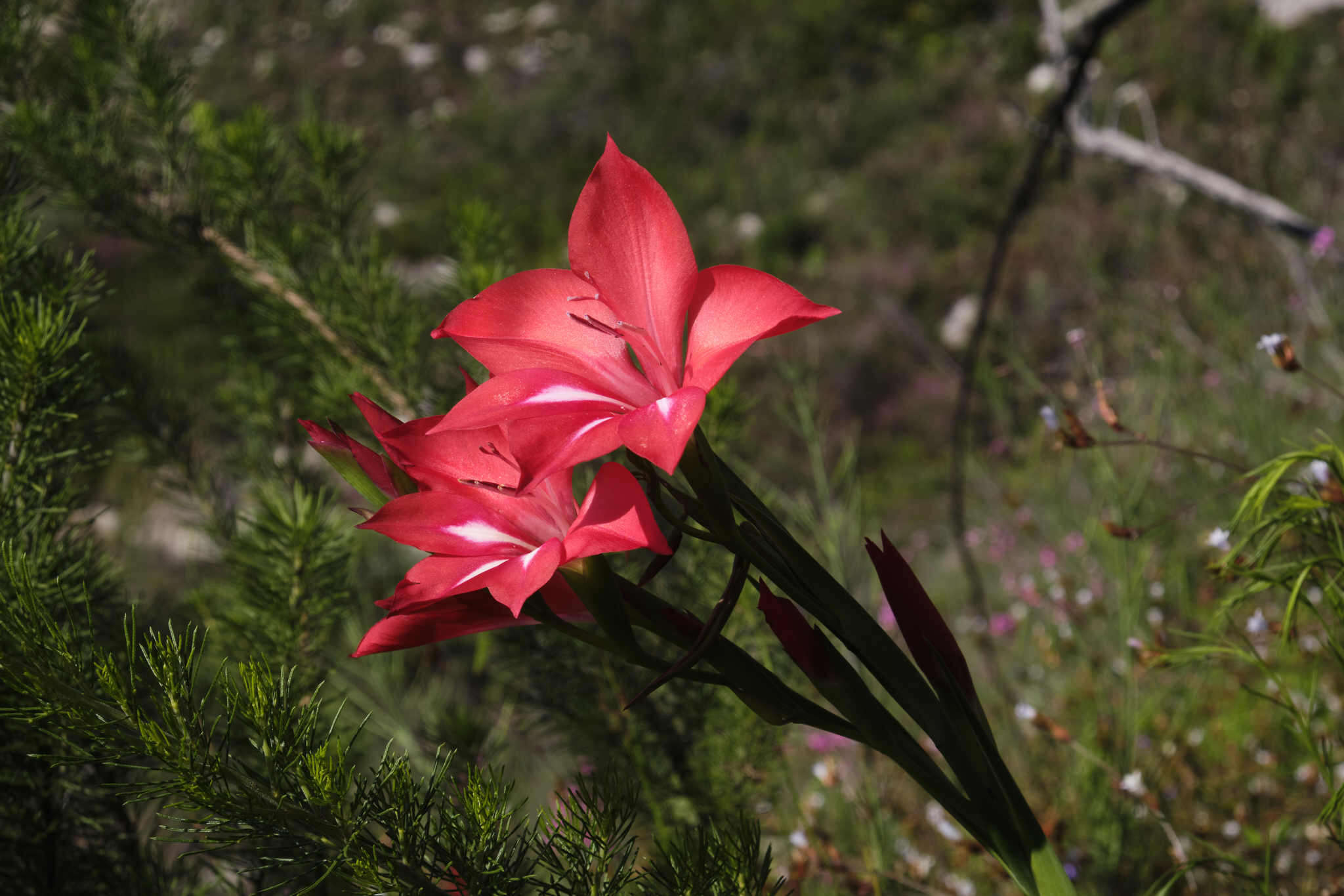 Image of Gladiolus sempervirens G. J. Lewis