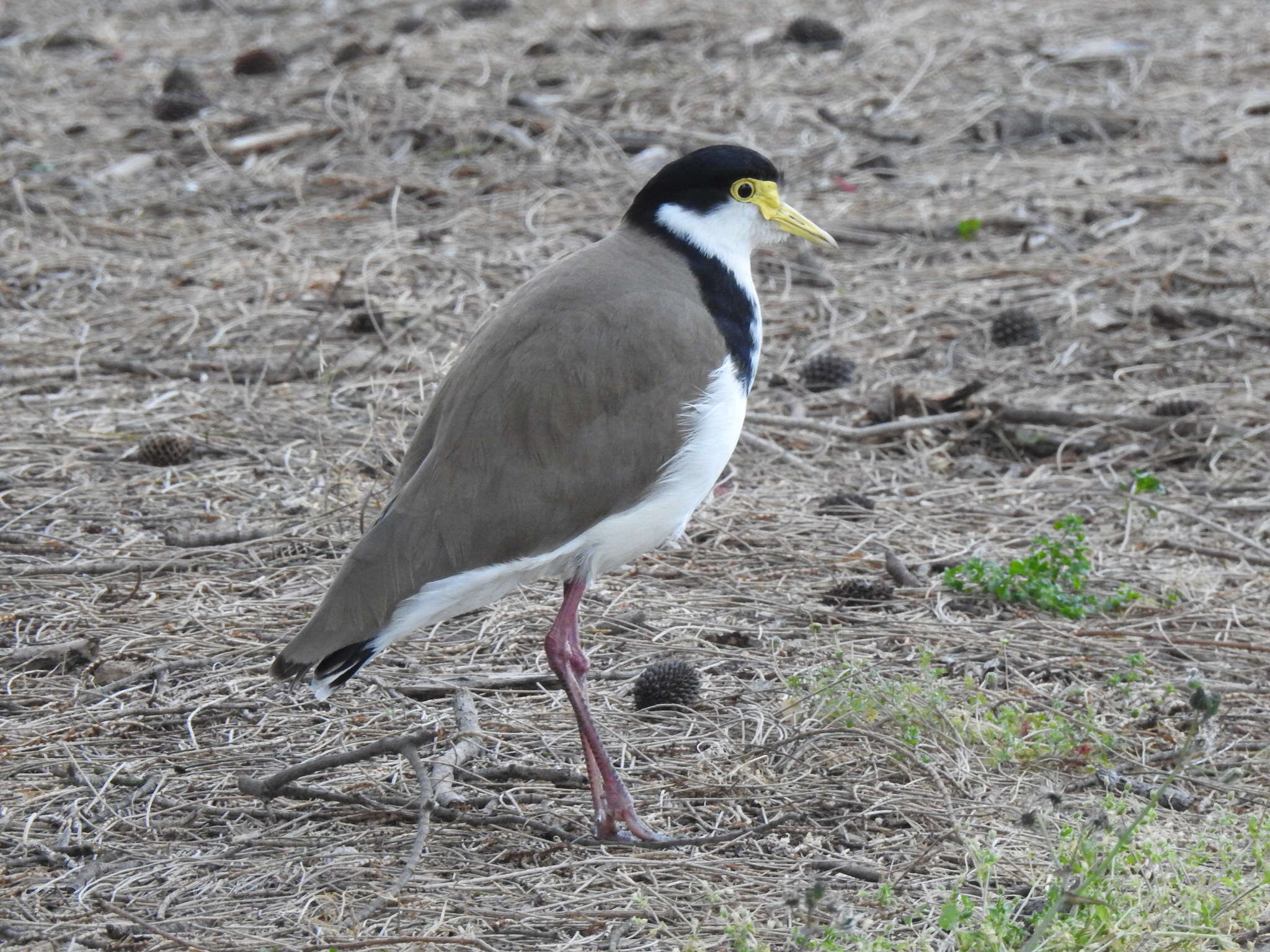 Image of Masked Lapwing