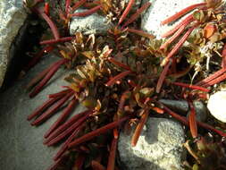 Imagem de Epilobium tasmanicum Hausskn.