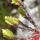 Image of <i>Crassula ericoides</i> subsp. <i>tortuosa</i> Toelken