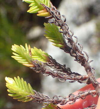 Image of <i>Crassula ericoides</i> subsp. <i>tortuosa</i> Toelken