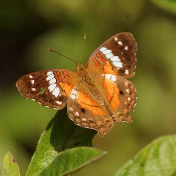 Plancia ëd Anartia amathea roeselia Eschscholtz 1821