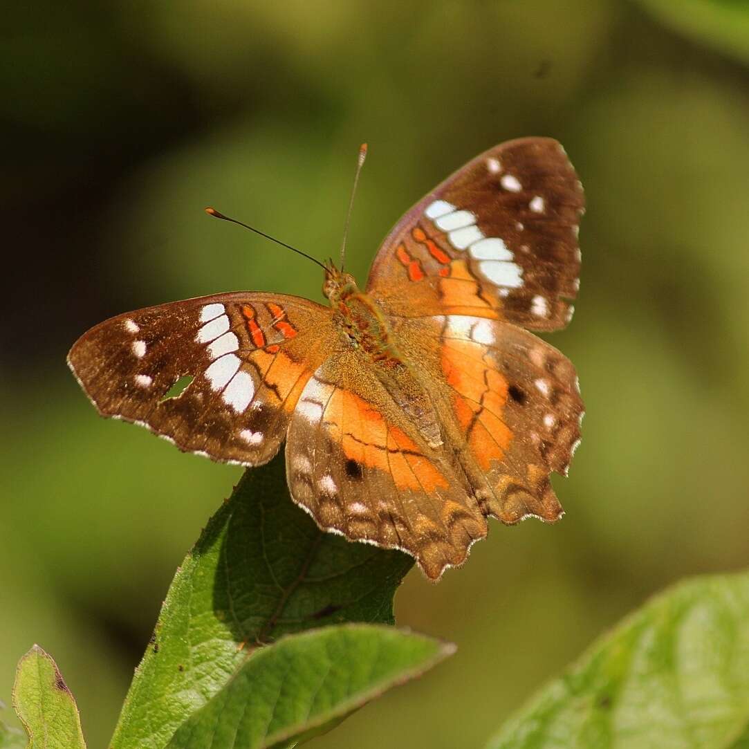 Image of Anartia amathea roeselia Eschscholtz 1821