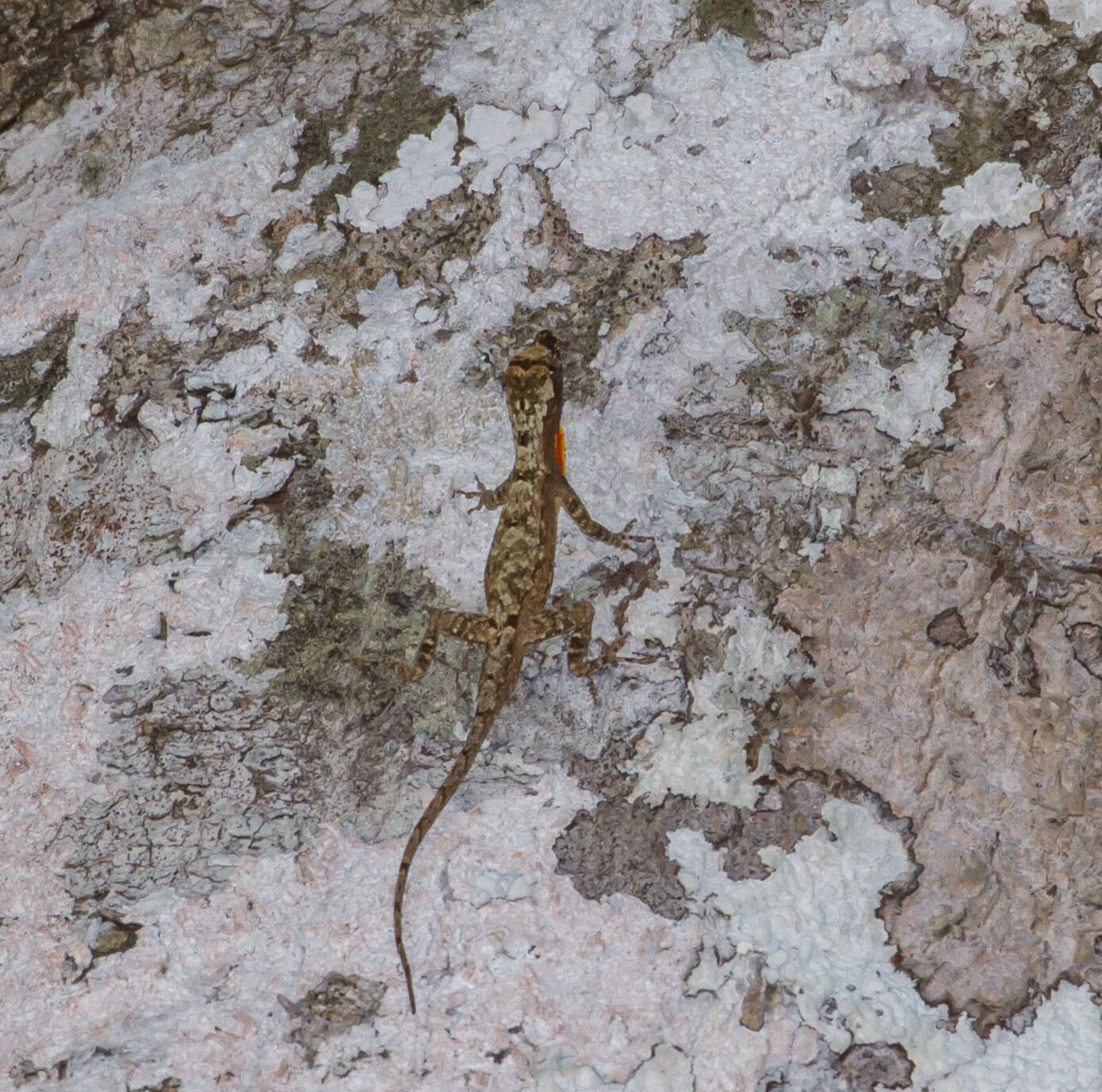 Image of Anolis ortonii Cope 1868