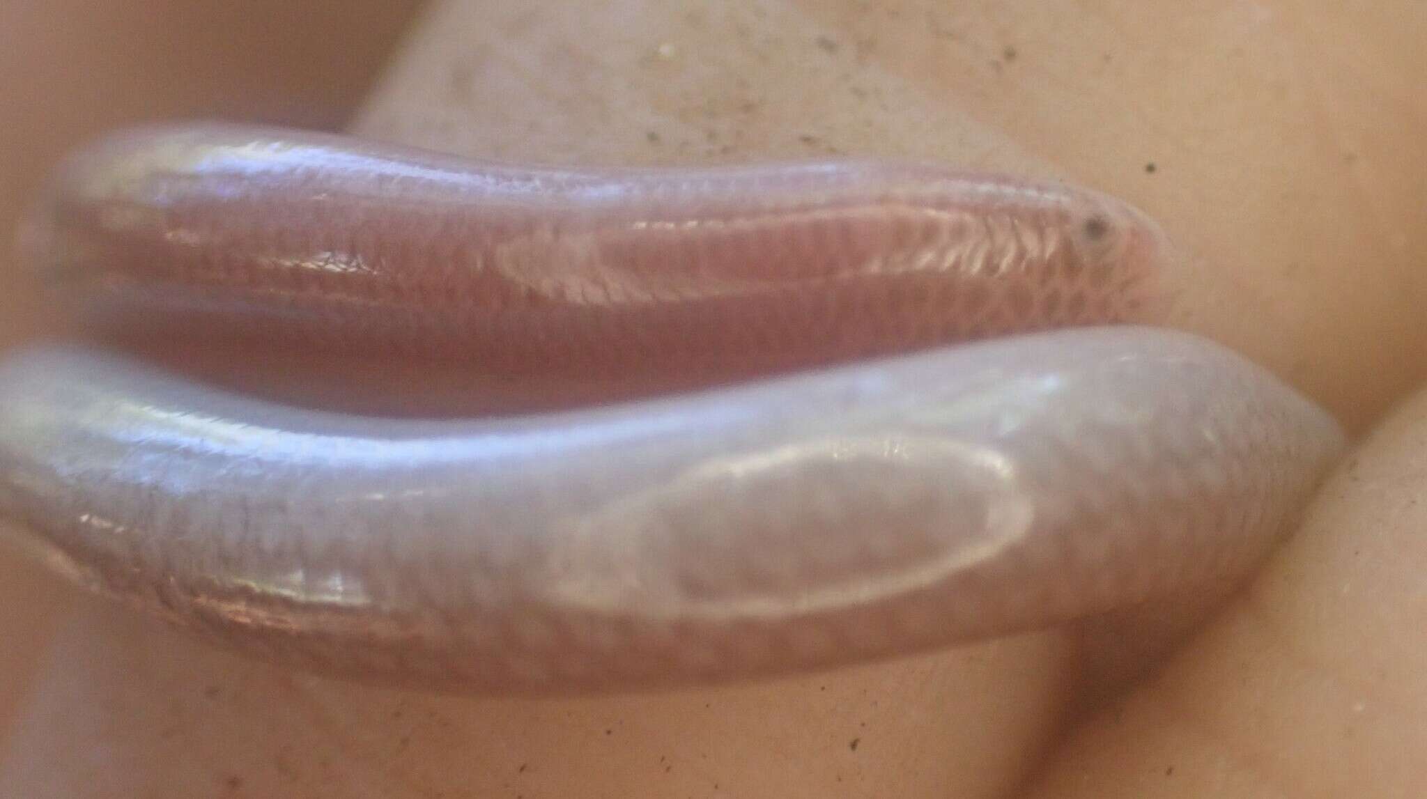 Image of Earthworm Blind Snake