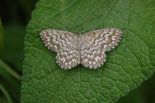 Image of dusky-brown wave