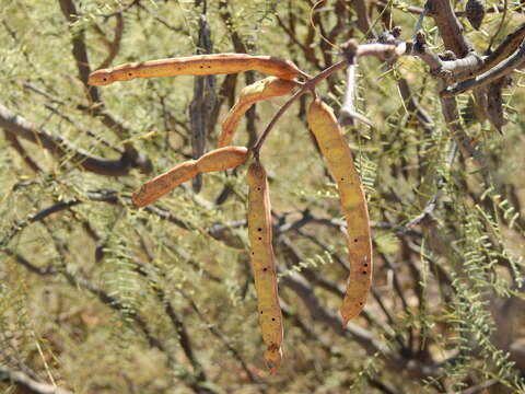 صورة Prosopis alpataco Phil.