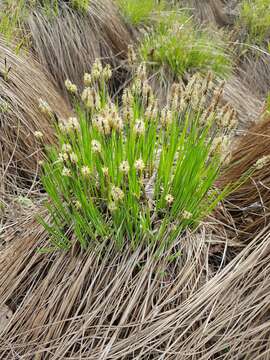 Carex appendiculata (Trautv. & C. A. Mey.) Kük. resmi