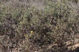 Plancia ëd Osteospermum spinosum L.