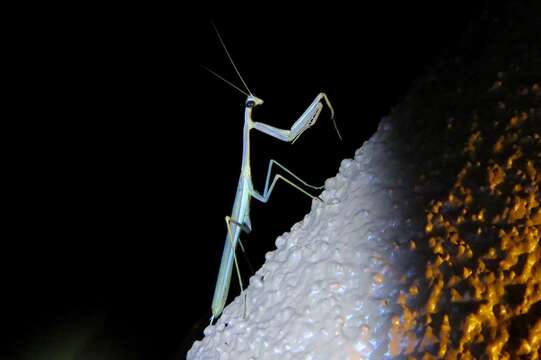 Image of Stagmomantis gracilipes Rehn 1907