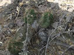 Image de Echinocereus cinerascens subsp. tulensis (Bravo) N. P. Taylor