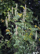 Image of purple giant hyssop