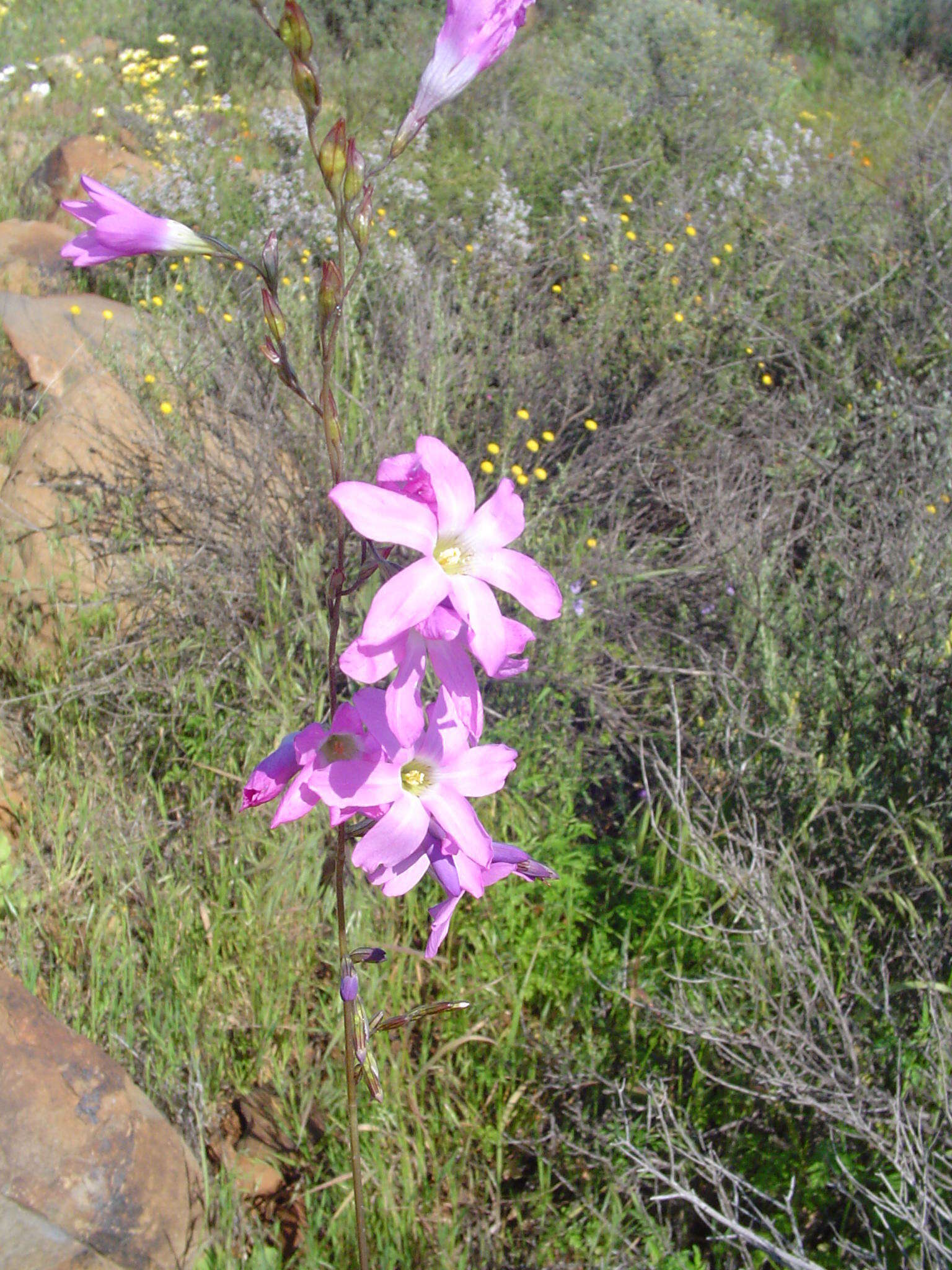 Image of Ixia rapunculoides Redouté