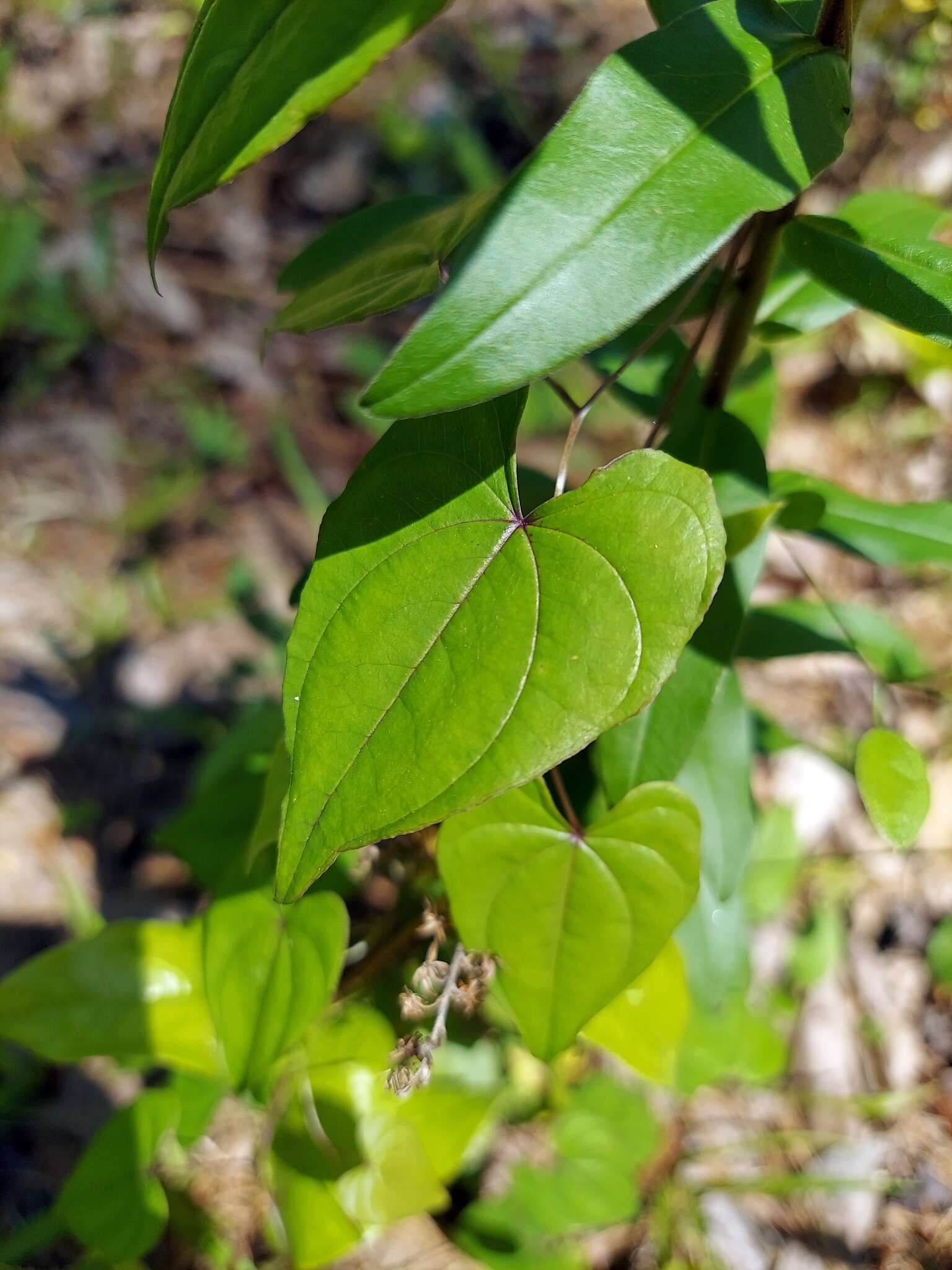 Dioscorea floridana Bartlett的圖片