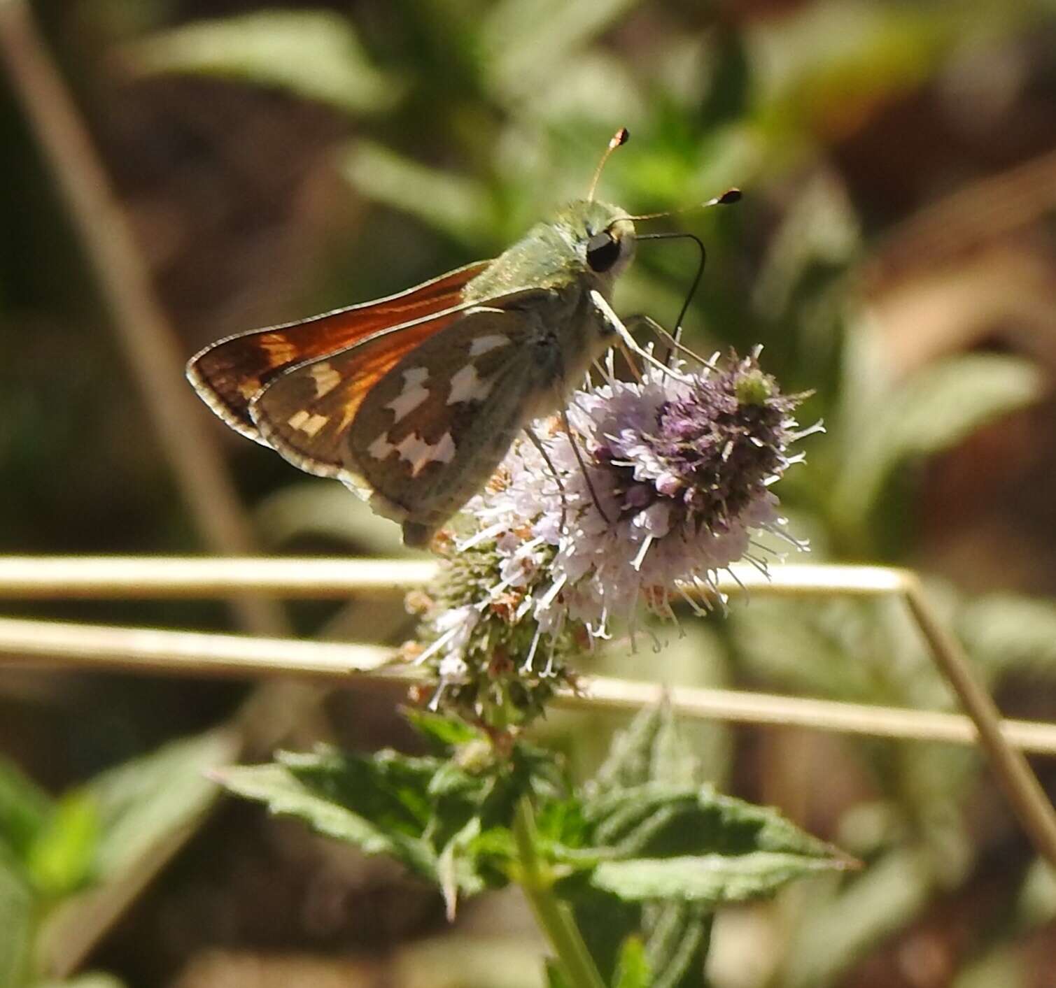 Image of Juba Skipper