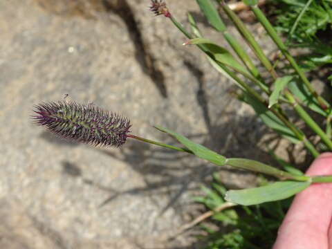 Image of alpine timothy