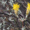 Image of Pteronia cinerea L. fil.