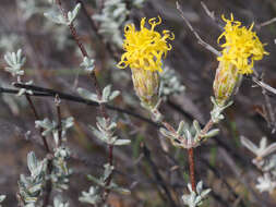 صورة Pteronia cinerea L. fil.