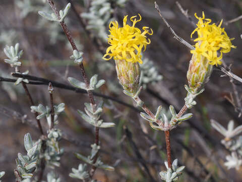 Image de Pteronia cinerea L. fil.