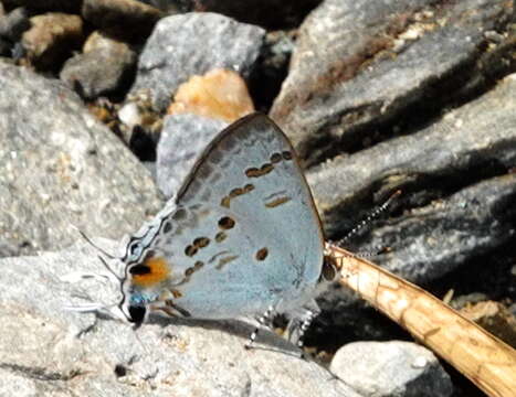 Image of Hypolycaena sipylus Felder 1860