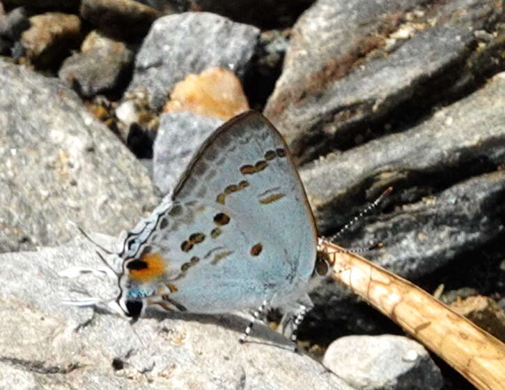 Слика од Hypolycaena sipylus Felder 1860