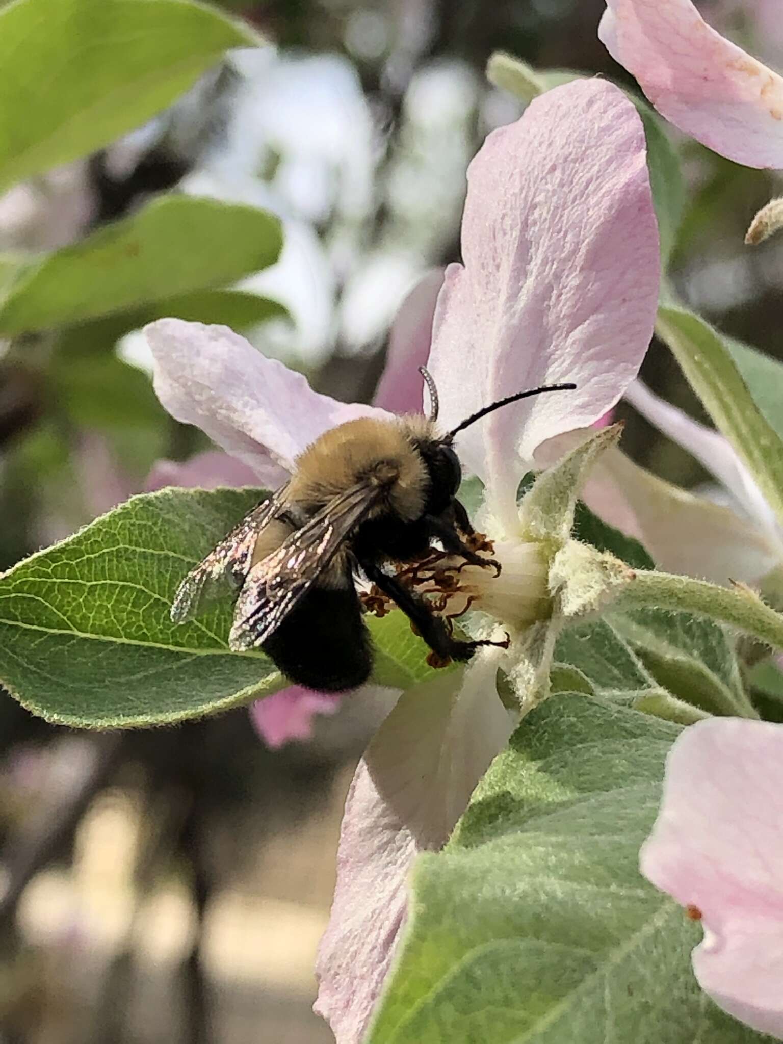 Image of Blueberry Habropoda