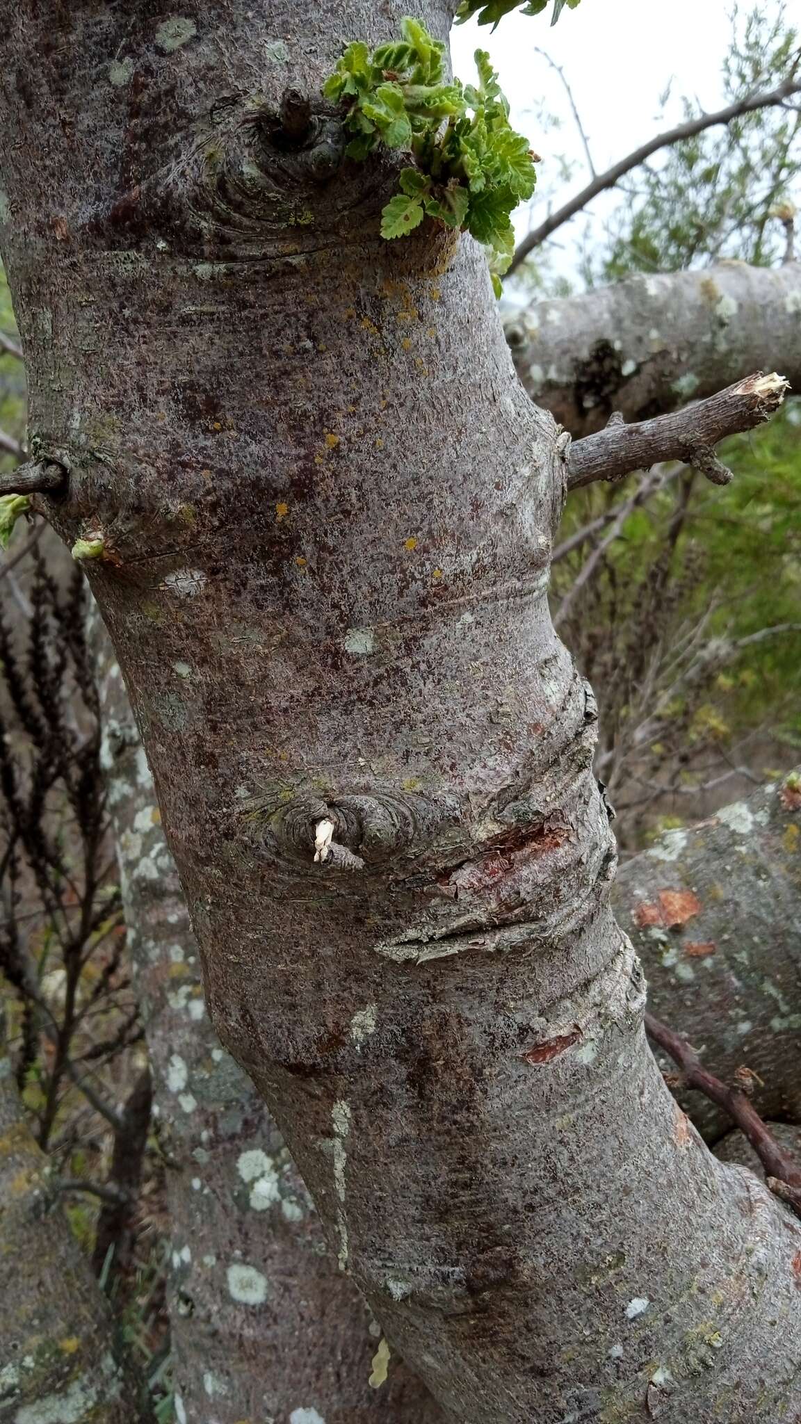 Sivun Bursera glabrifolia (Kunth) Engl. kuva