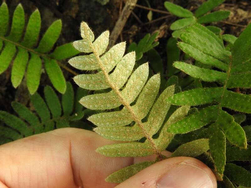 Image of resurrection fern