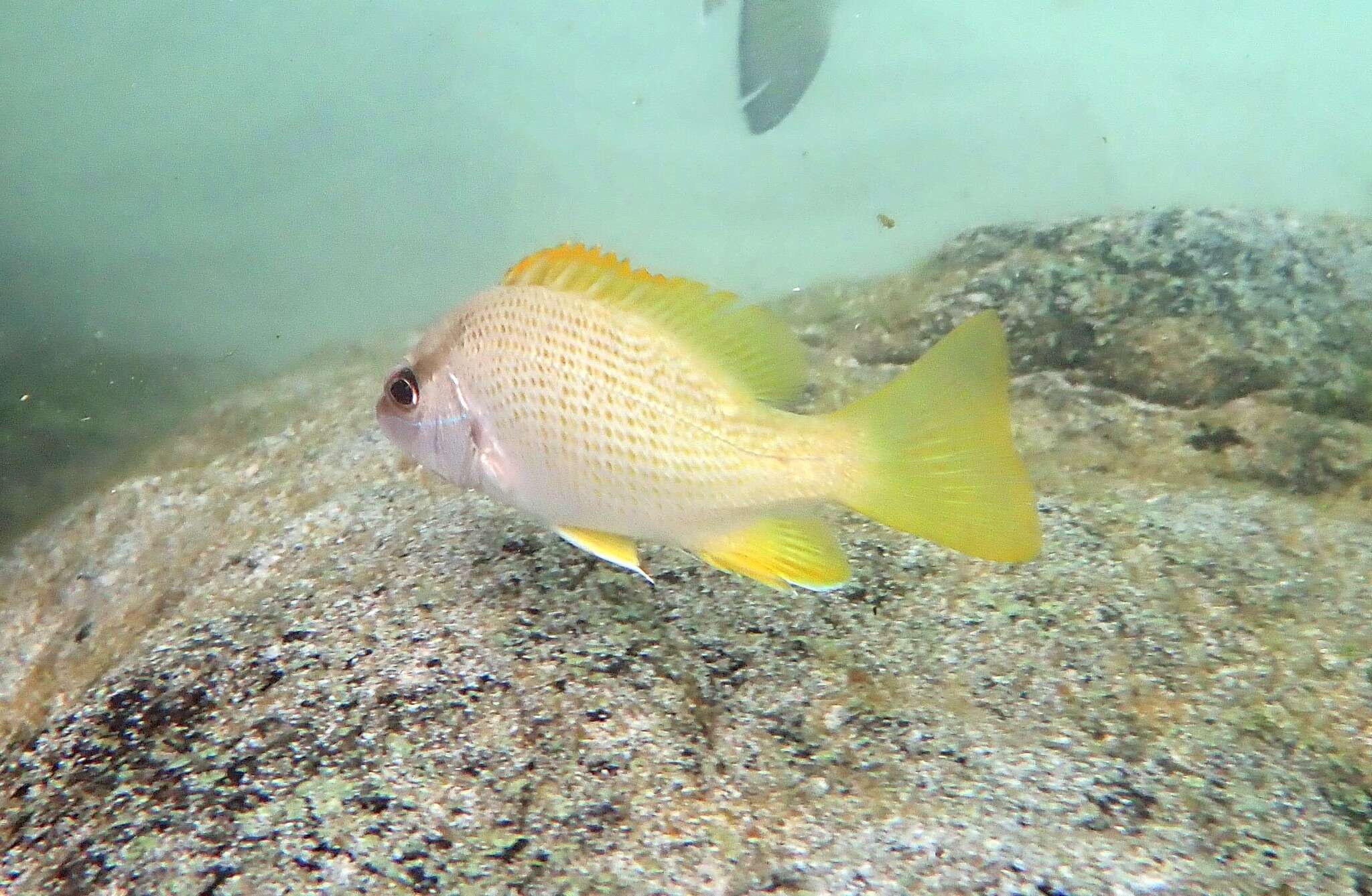 Image of Amarillo snapper