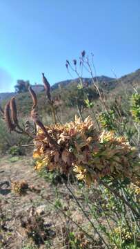 Image of Coulter's Matilija poppy