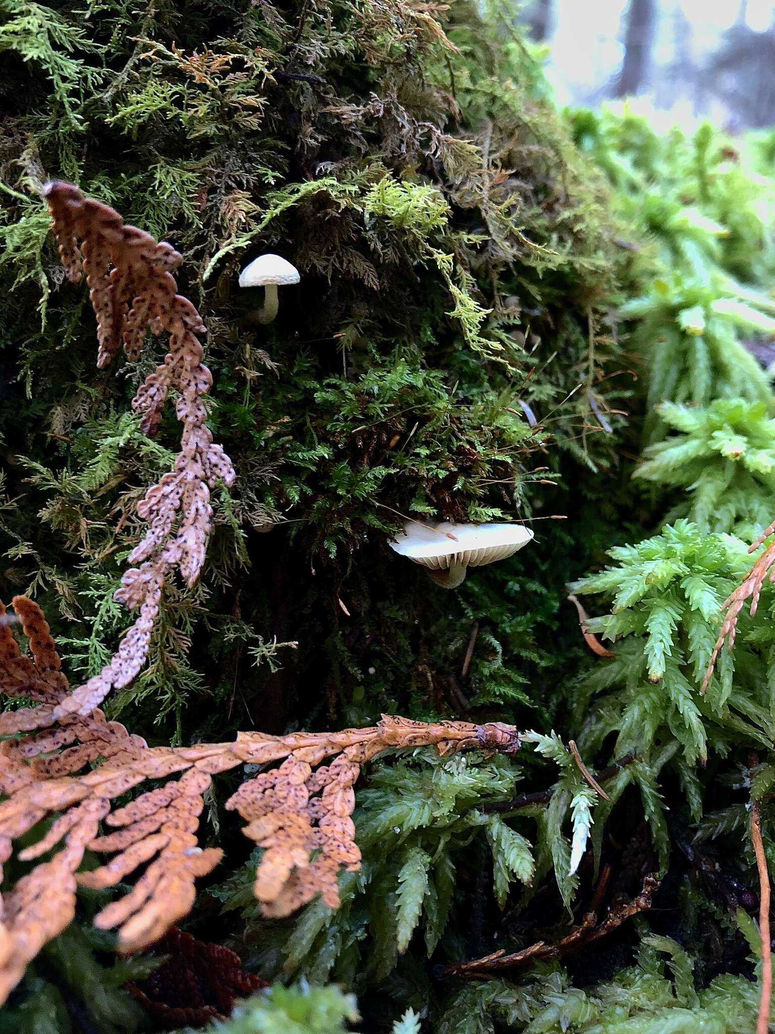 Image of Pholiota scamba (Fr.) M. M. Moser 1986