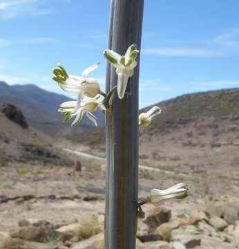 Image of Drimia capensis (Burm. fil.) Wijnands