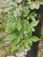 Image of Solanum appendiculatum Humb. & Bonpl. ex Dun.