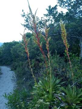 Image de Vriesea friburgensis var. paludosa (L. B. Sm.) L. B. Sm.