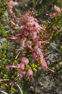 Image of Erica brachysepala Guthrie & Bolus