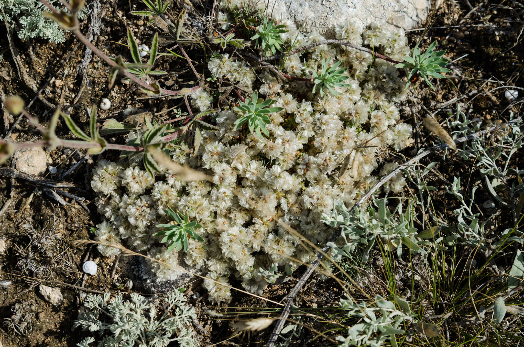 Imagem de Paronychia cephalotes (M. Bieb.) Besser