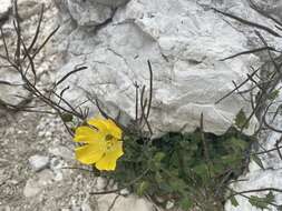 Image of Papaver aurantiacum Loisel.